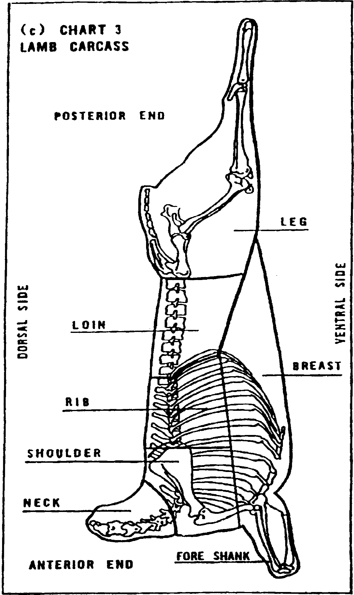 Image of Chart labeling Lamb Carcass Posterior End
