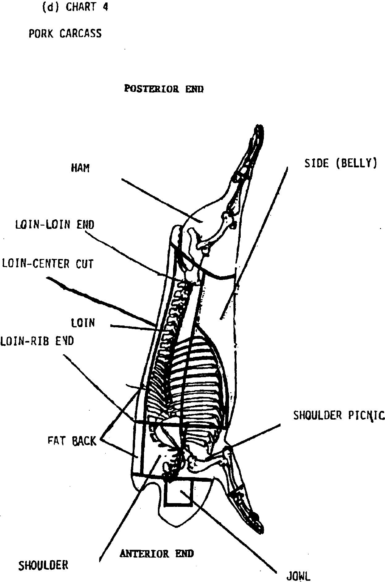 Image of Chart labeling Pork Carcass Posterior End