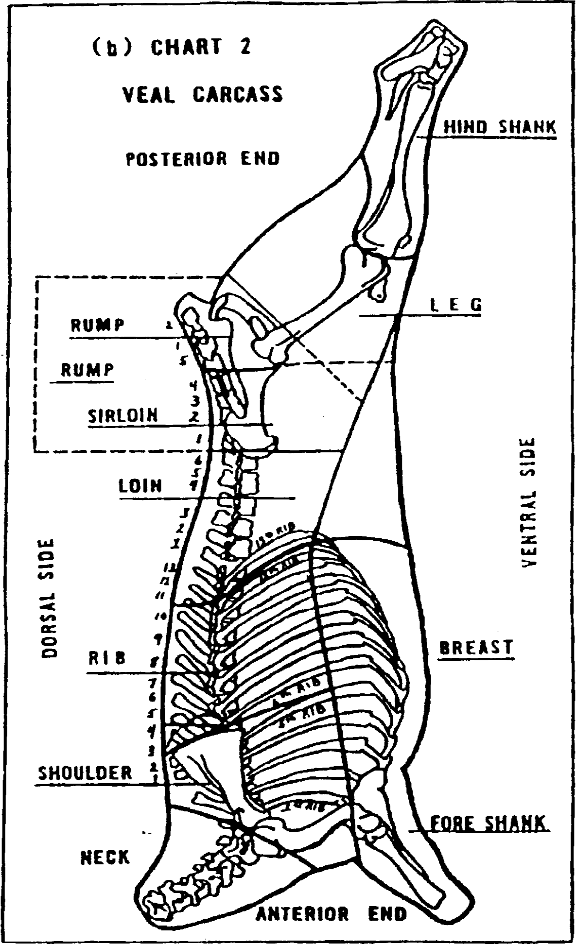 Image of Chart labeling Veal Carcass Posterior End