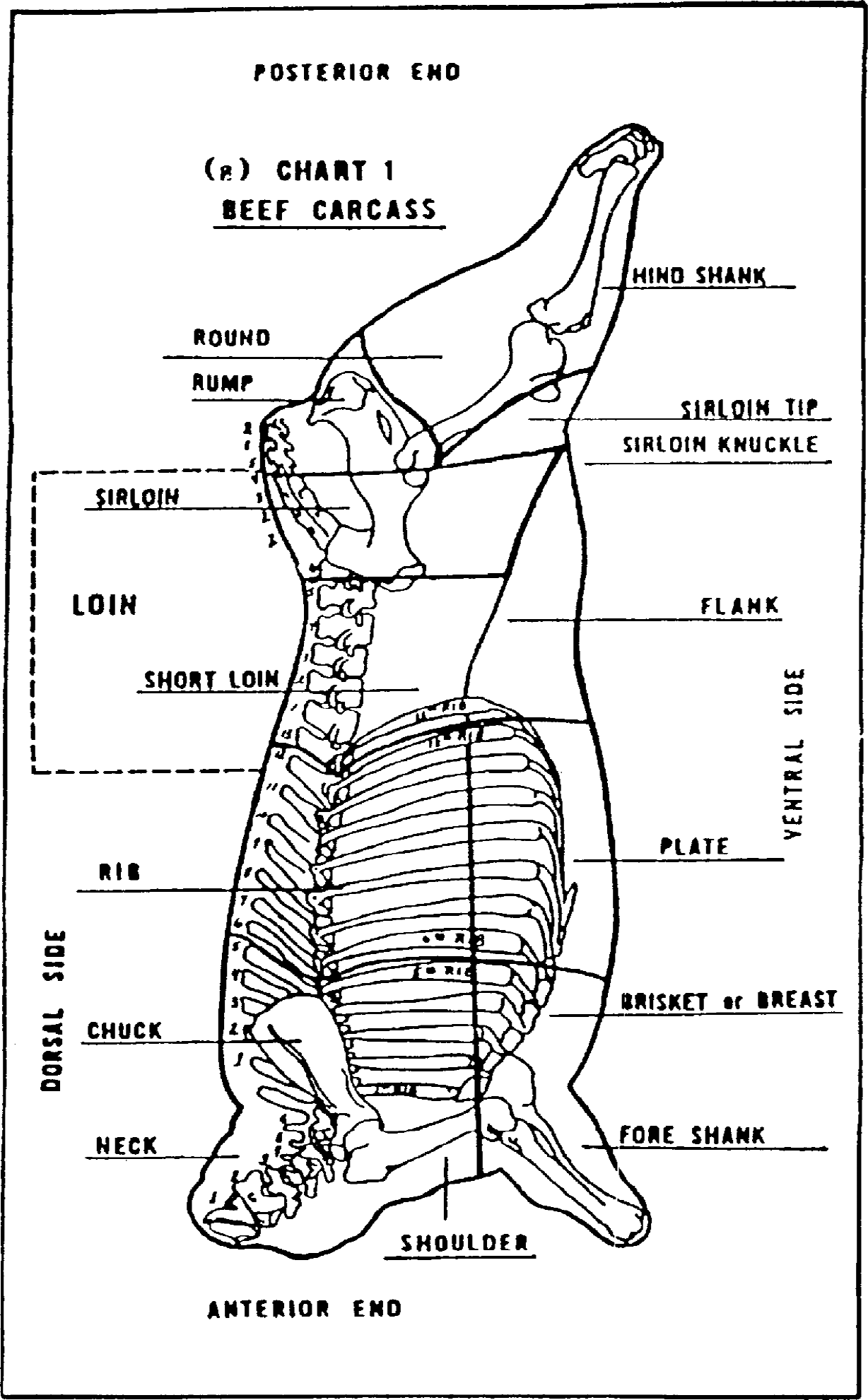 Image of Chart labeling Beef Carcass Posterior End